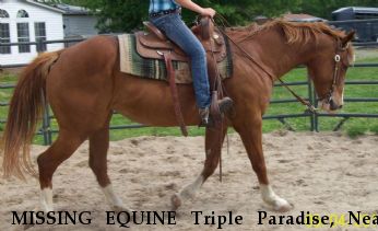 MISSING EQUINE Triple Paradise, Near Kenly , NC, 27542